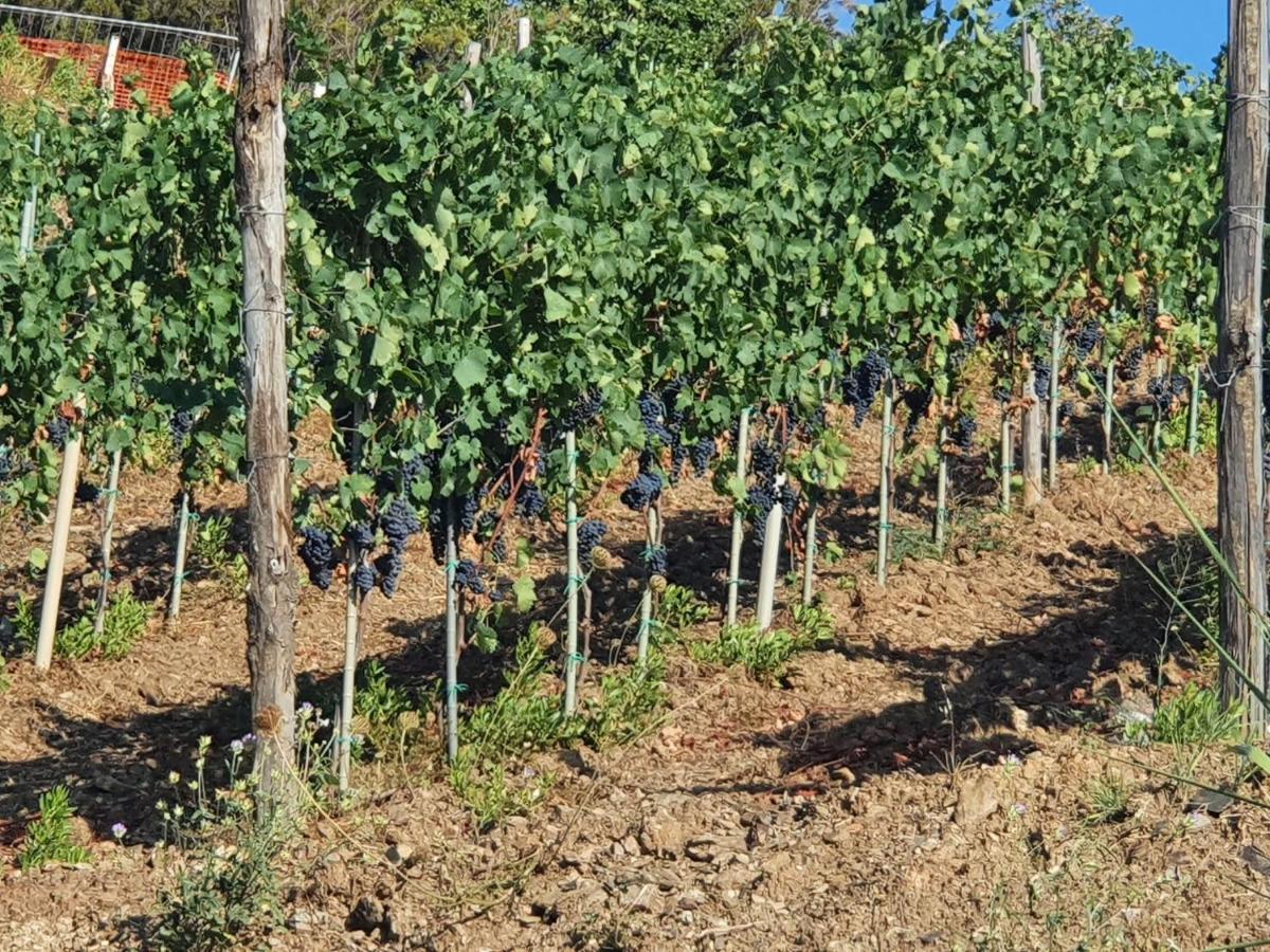 Agriturismo Le Terre Di Venere Acciaroli Eksteriør billede
