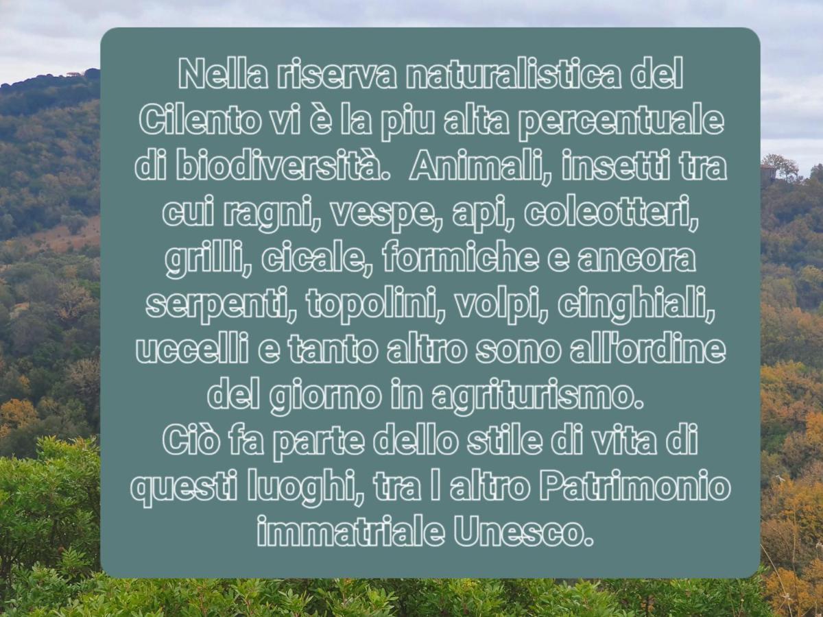 Agriturismo Le Terre Di Venere Acciaroli Eksteriør billede